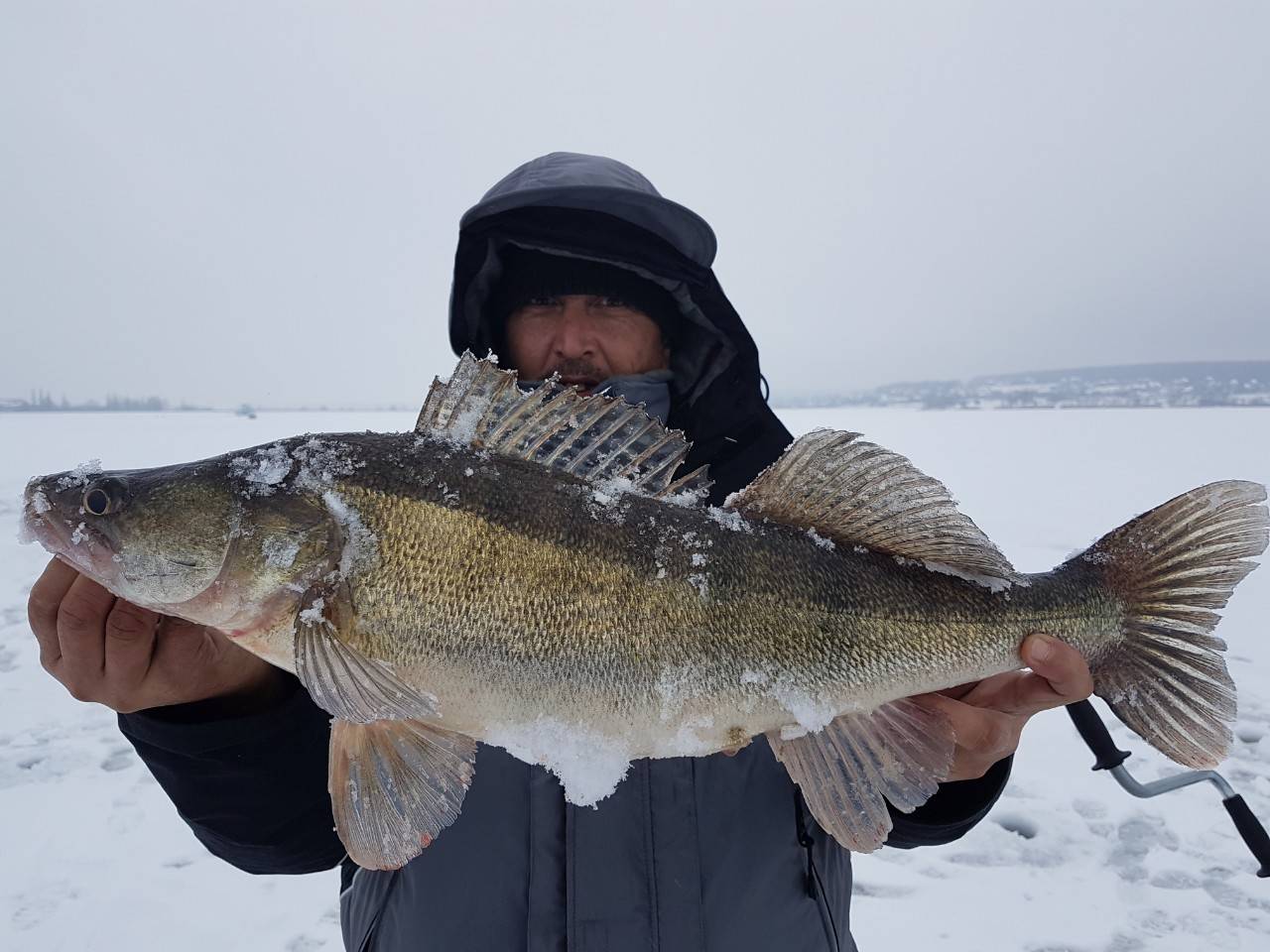 Ночная ловля судака со льда – отчеты о рыбалке | рыбак kormchiu