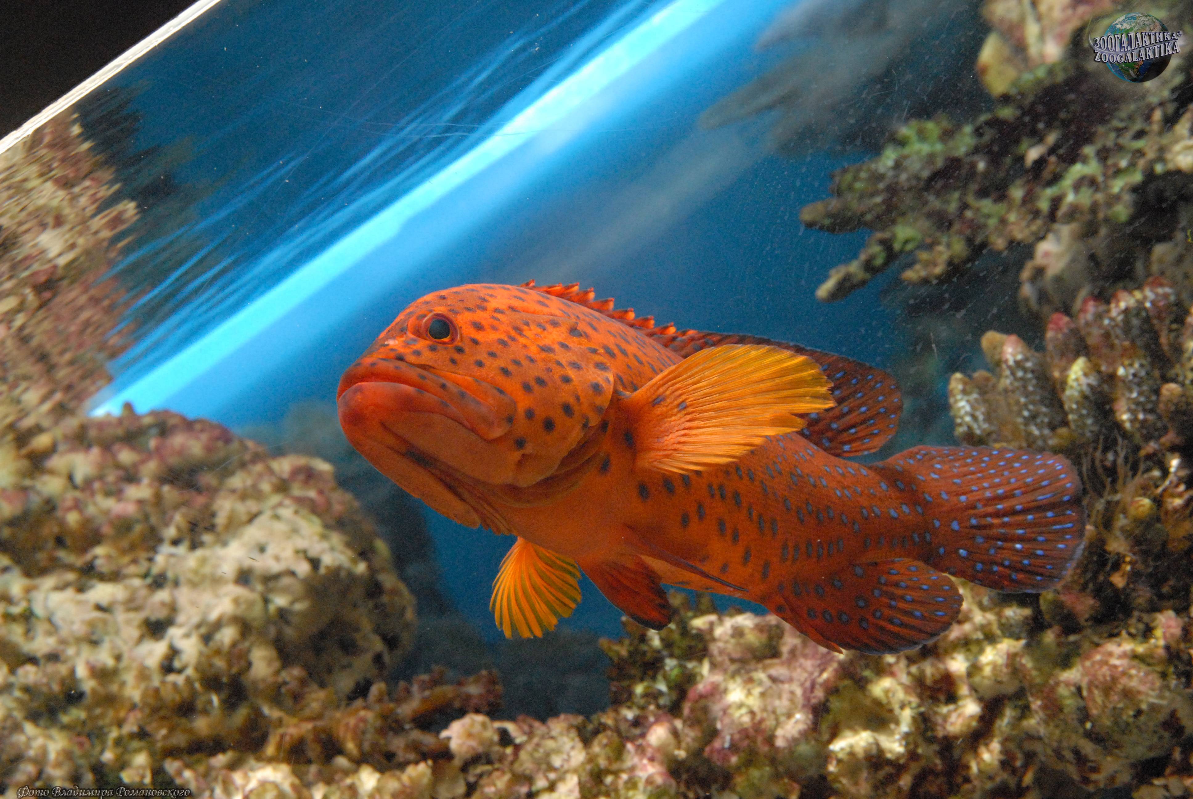 Коста-рика » групер голиаф (grouper, goliath, epinephelus itajara)