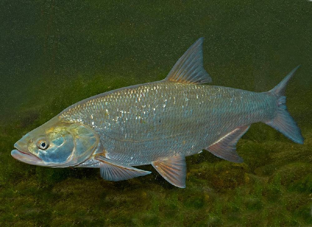 Рыба «Елец сибирский» фото и описание