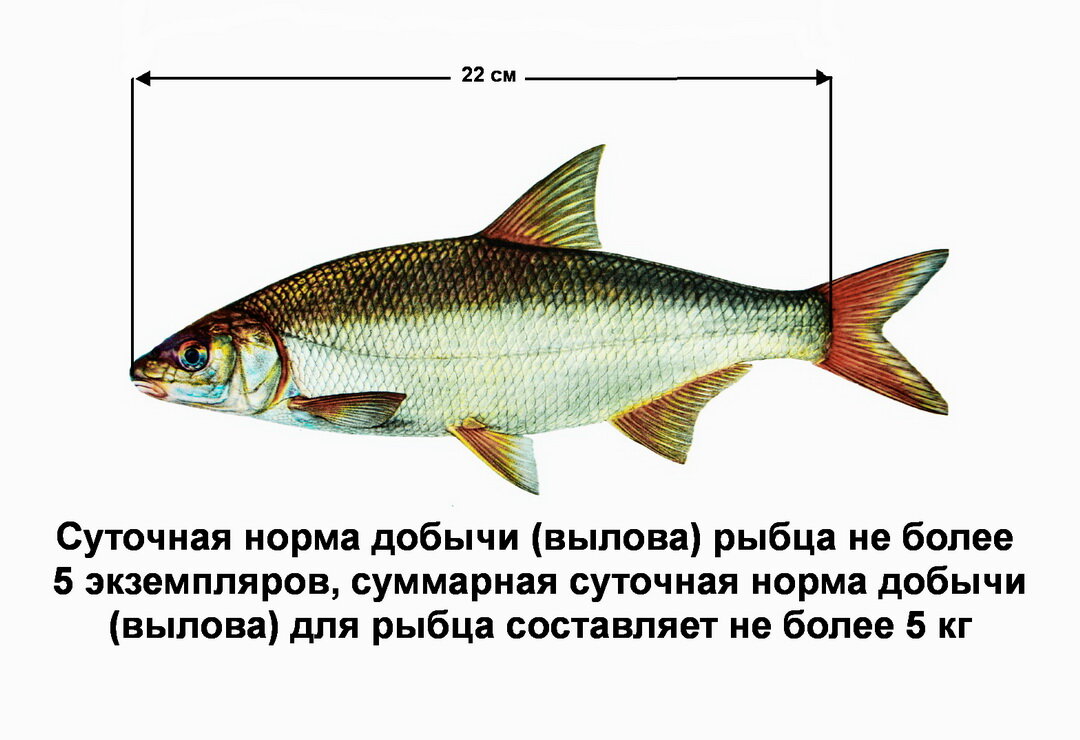 Рыба рыбец и его описание - животный мир
