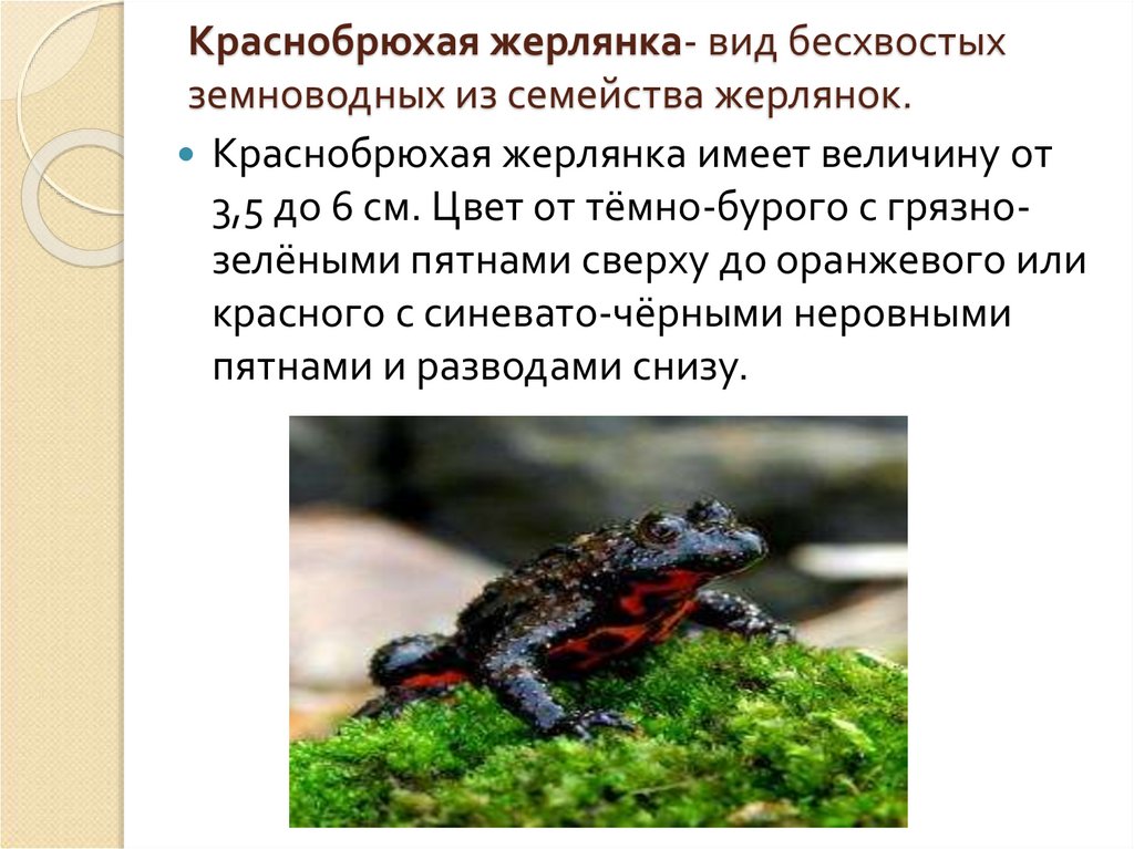 Краснобрюхая жерлянка: лягушка аквариумная