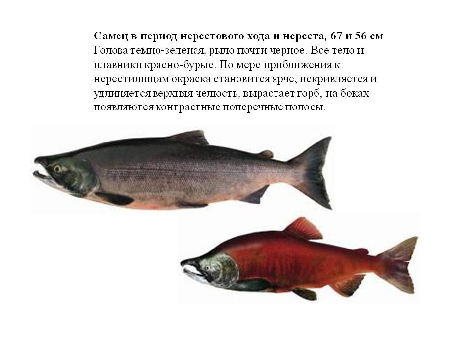 ✅ нерест форели: когда форель идет на нерест, где и как проходит - fishyarm.ru