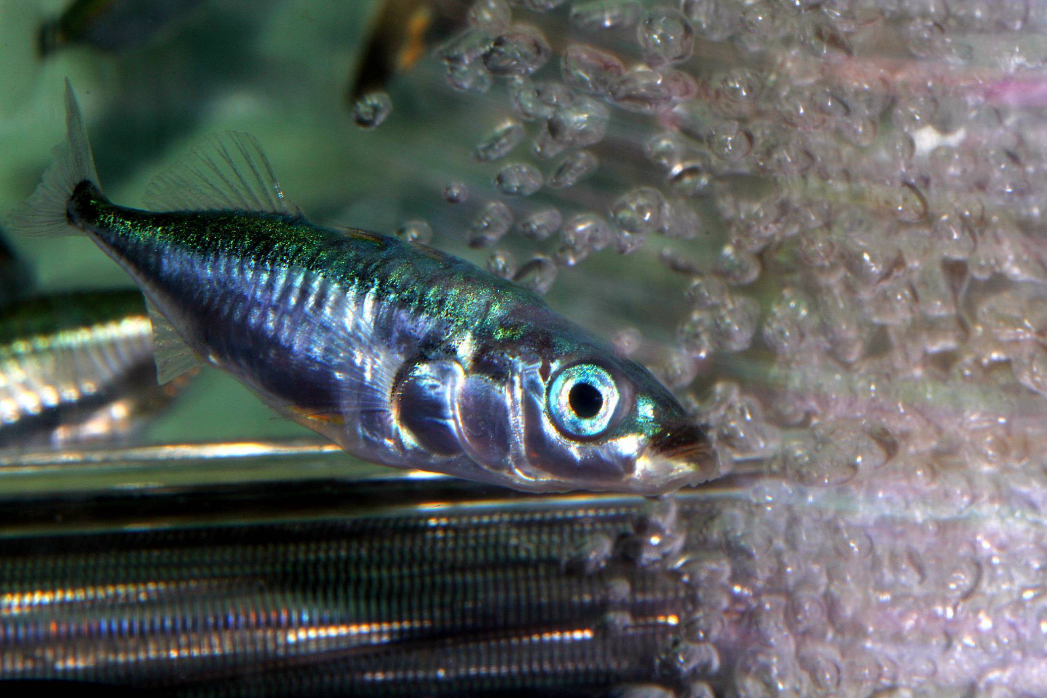 Рыба колюшка: описание, классификация, существующие виды