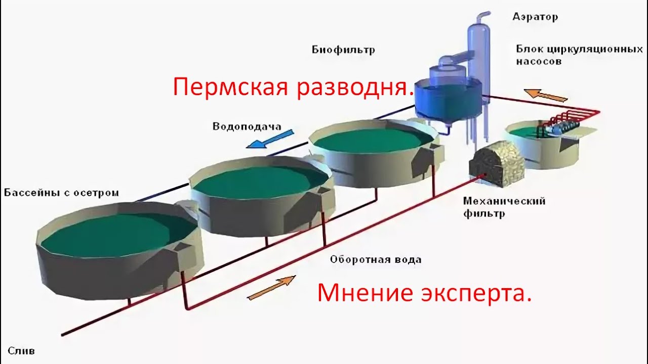 Как открыть осетровую ферму: бизнес план и выращивание самому