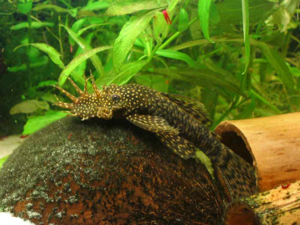 Анциструс аквариумный (ancistrus dolichopterus)