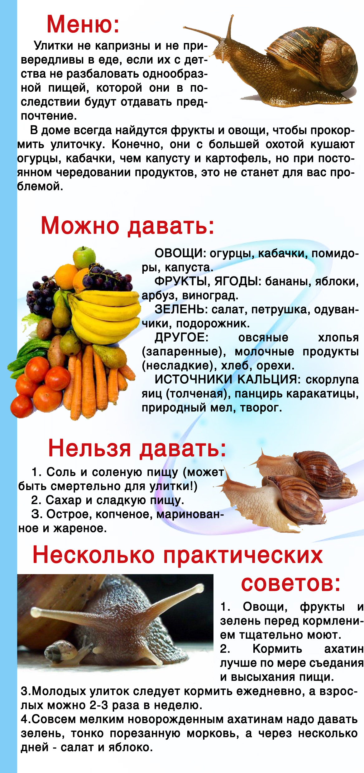 Чем кормить улиток ахатин, что едят улитки, список продуктов