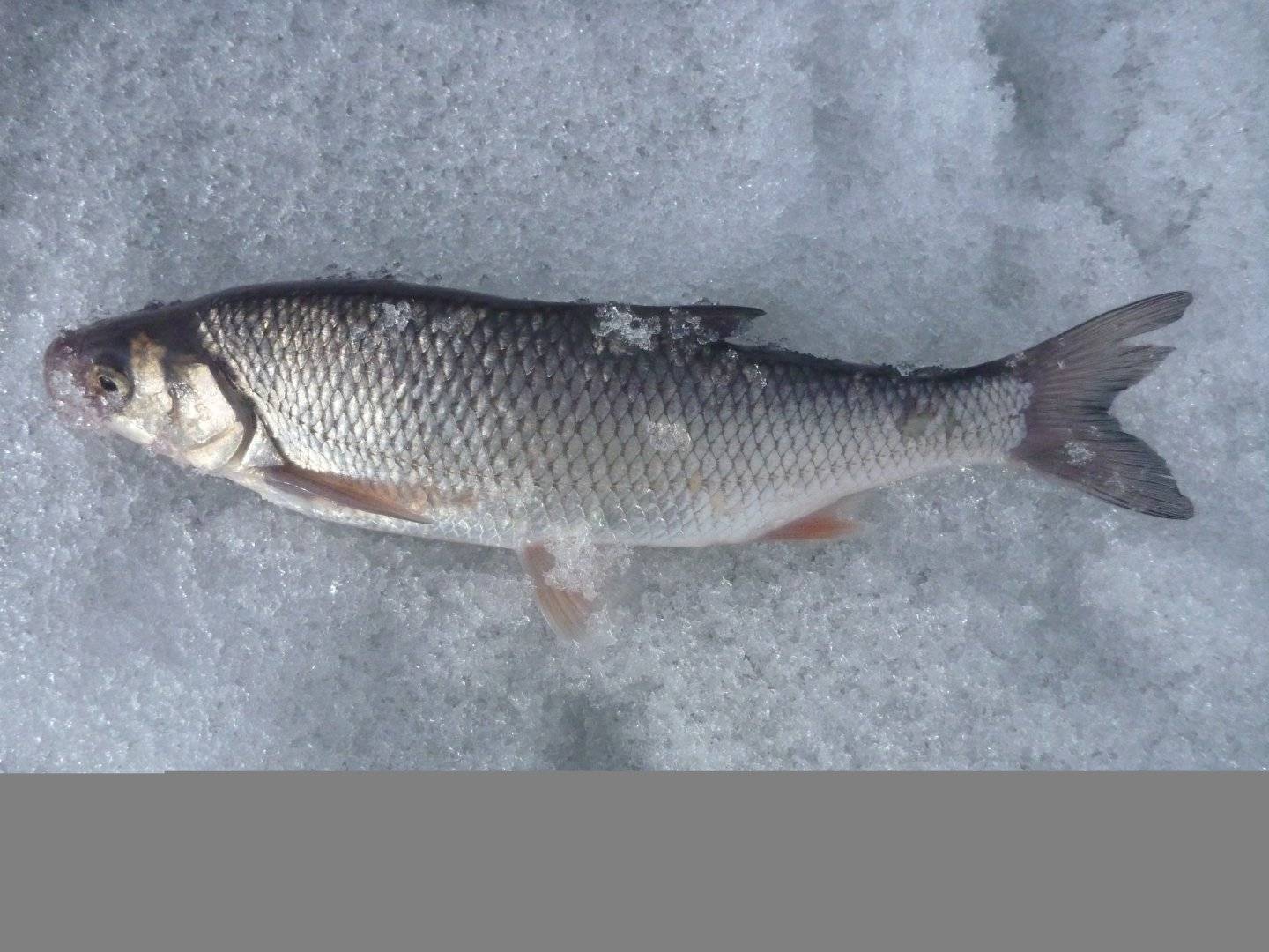 Чебак рыба или сибирская плотва: что за рыба, описание, как ловить