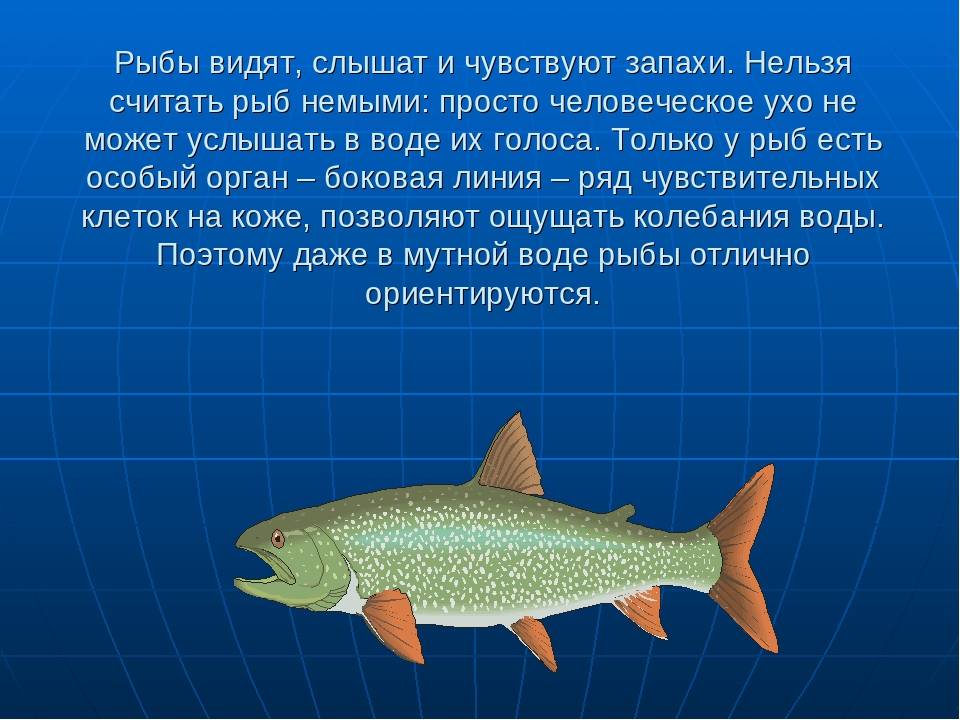 Выбор цвета лески.  различают ли рыбы цвета? какие цвета видит рыба на глубине