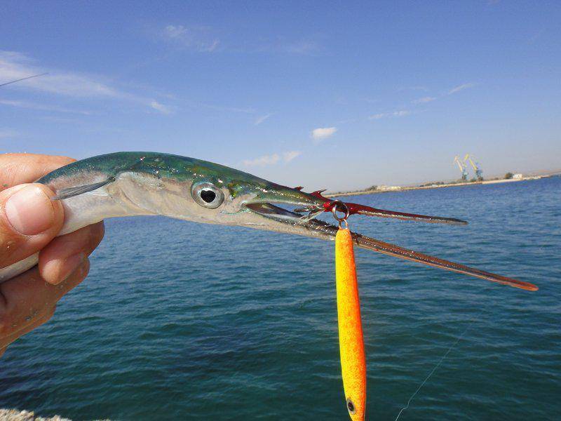 Рыба сарган (45 фото): описание, где и на что ловить, как поймать, мест обитания, характеристик рыбы и полезных свойств