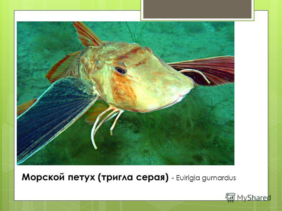 Морские петухи – рыбы, умеющие «кукарекать»