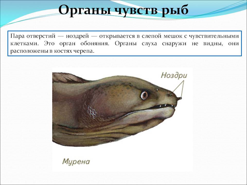 Какое значение имеет ноздри у рыб