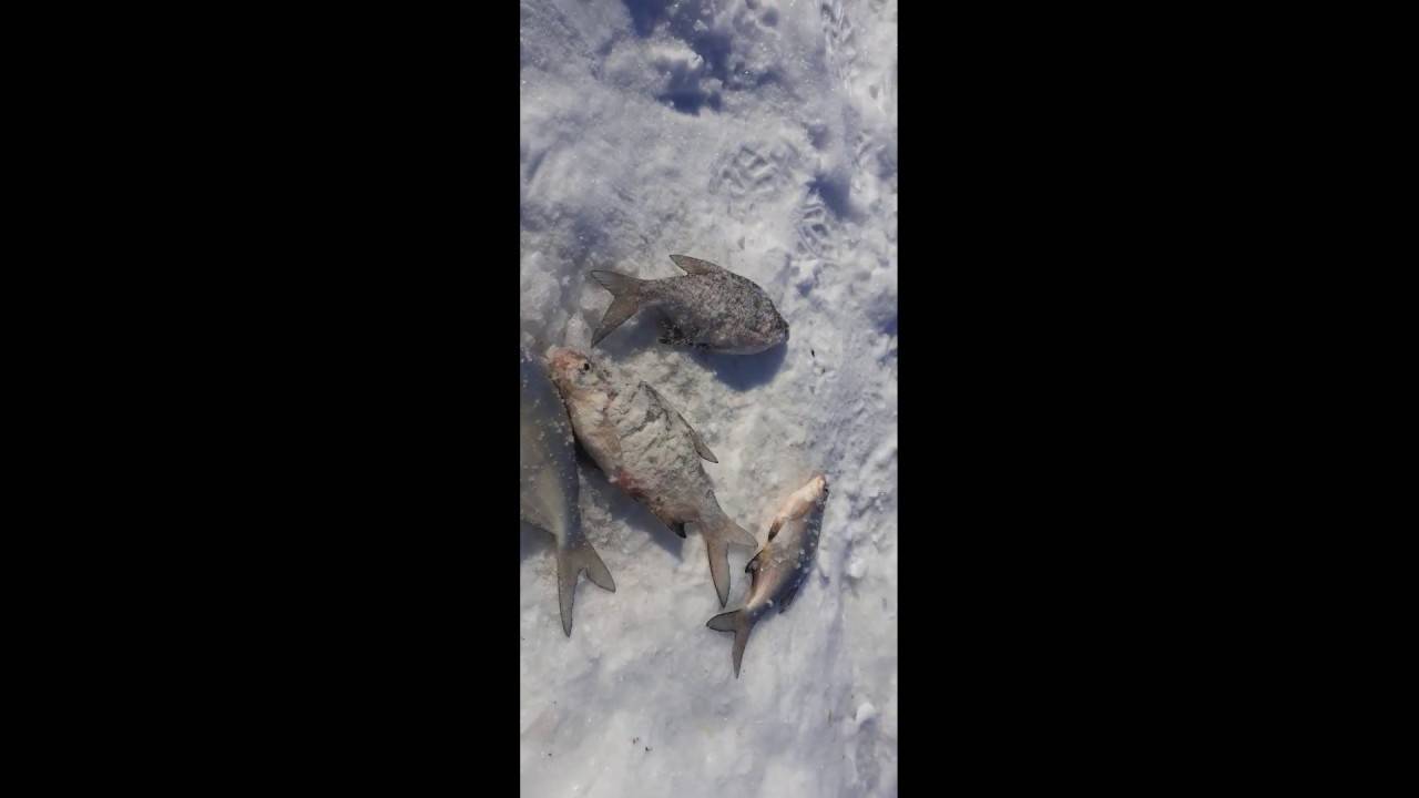 Рыбалка в карагандинской области: новости с водоемов