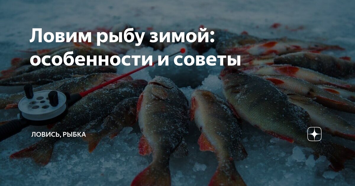 Исчезла рыба? или почему нет клева? - на рыбалке!