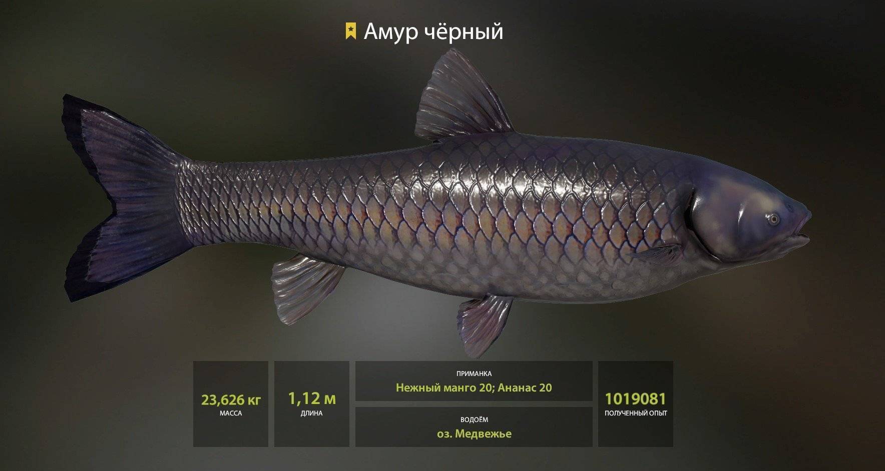 Рыба амур (белый, черный) — описание и фото, как выглядит, где обитает