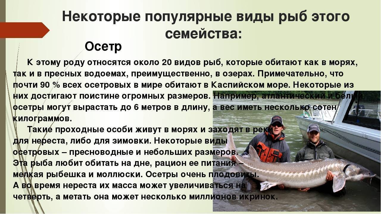Рыба стерлядь: фото с описанием, как ловить, где водится и когда идет на нерест, как чистить и готовить