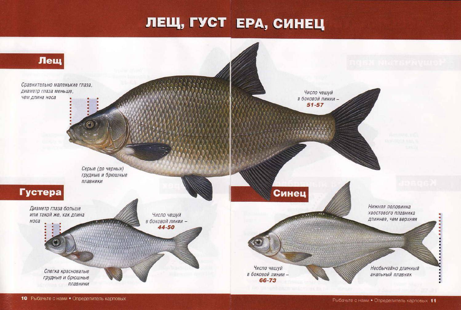 Лещ и подлещик: 5 отличий и особенности рыб