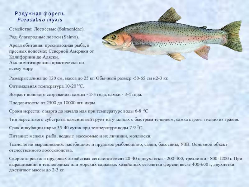 Рыба кета: биологическая характеристика и способы любительской ловли