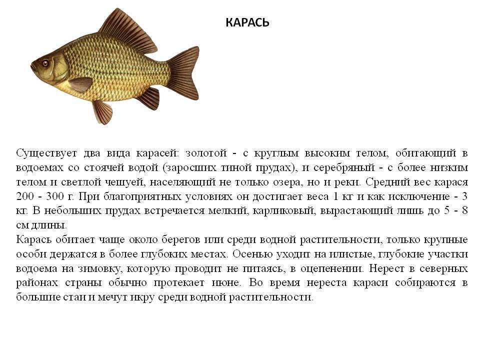 Золотой карась и серебряный карась. где обитает и чем питается карась? нерест карася. рыбалка на золотого и серебряного карася