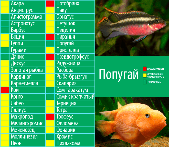 Агуаруна или мускулистый сомик