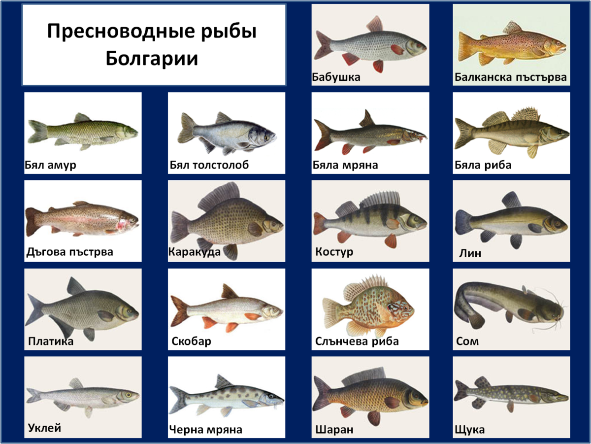 Речные рыбы таблица. Речные рыбы названия. Пресноводные рыбы названия. Разновидности рыб речных.