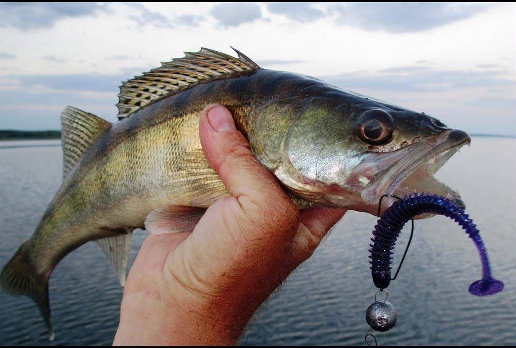 Ловля судака: выбор снасти, наживки и места рыбалки