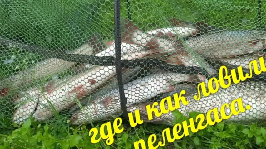 Ростов-на-дону - календарь рыболова. рыбалка в ростове-на-дону, график клёва рыбы.