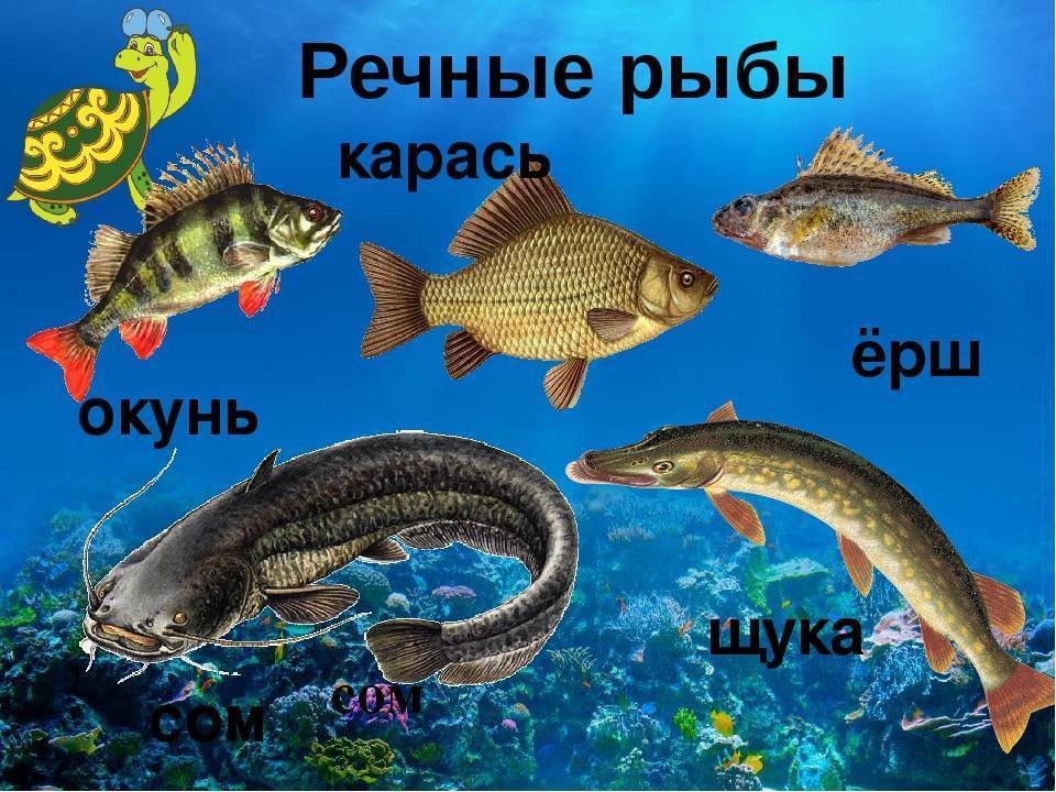 Как называется самая маленькая рыбка. самая маленькая рыбка в мире — paedocypris progenetica