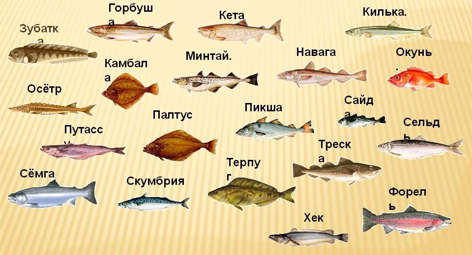 Морская рыба: полный список, виды с названиями и фото