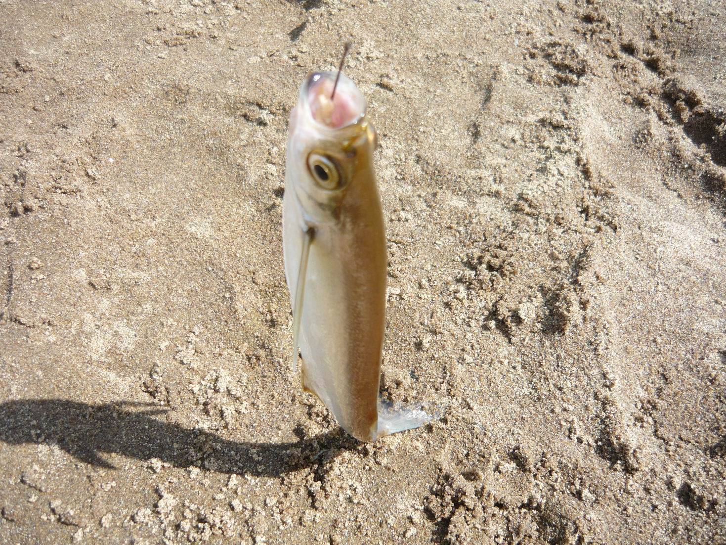Рыба чехонь – места обитания, разновидности, внешний вид