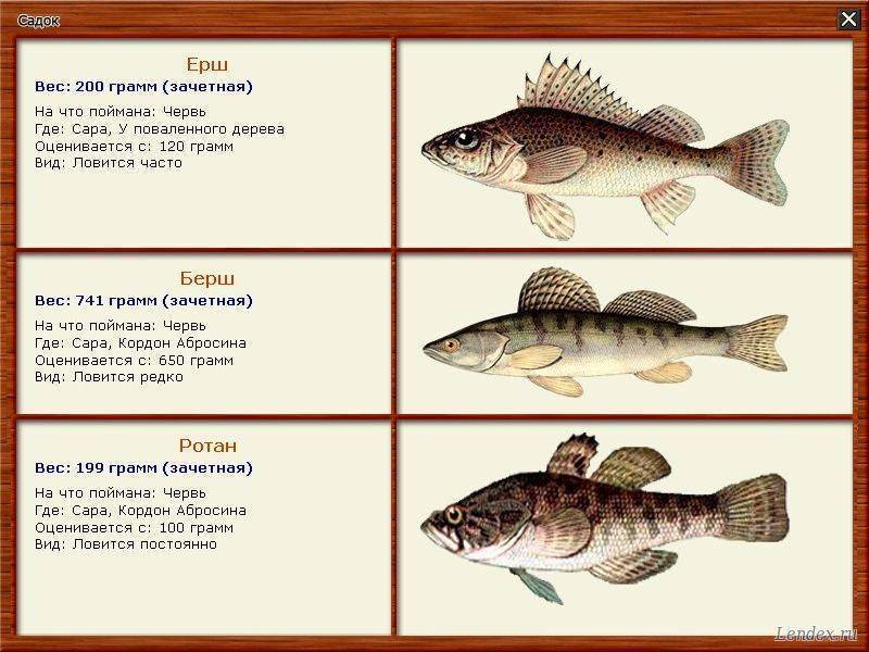Рыба берш: описание, места обитания, способы ловли