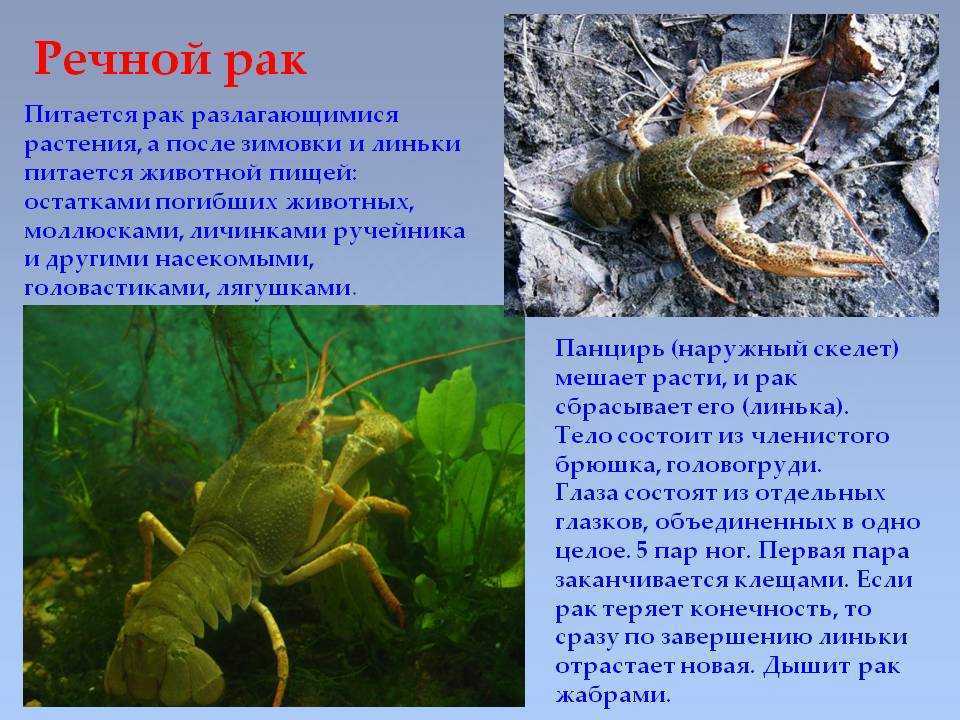 Питание раков в домашнем аквариуме от а до я
