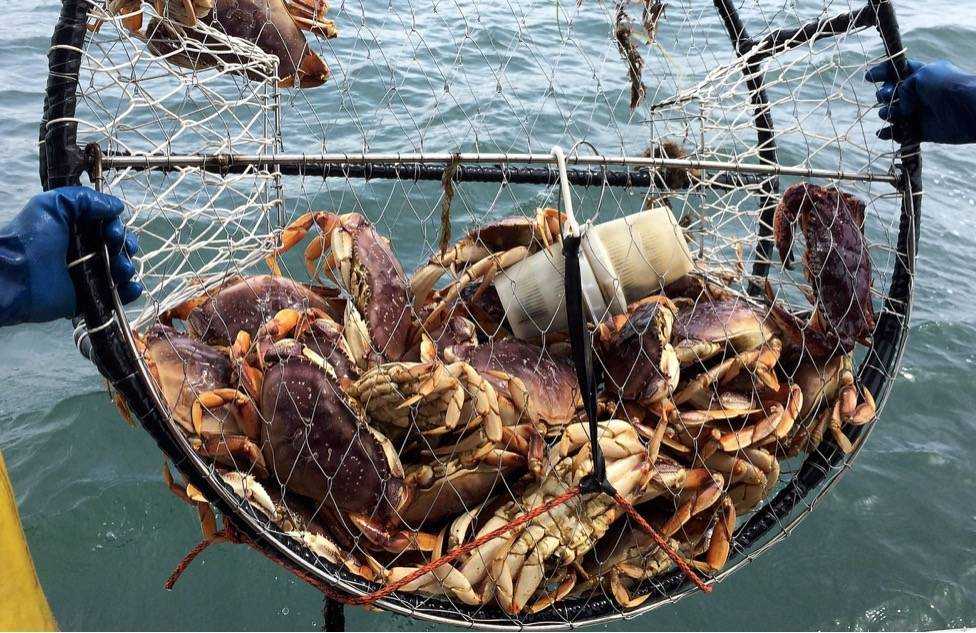???? черноморский краб и другие виды крабов черного моря