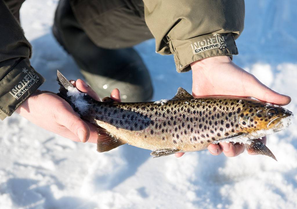 Мурманская область — open fishing