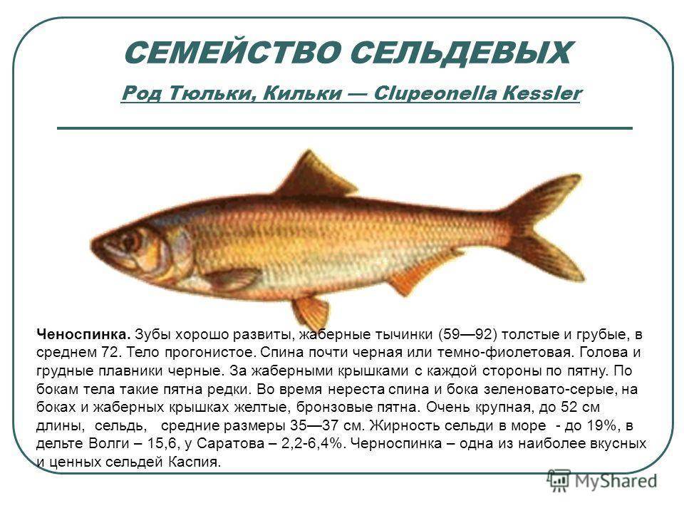 Сельдь: внешний вид, фото, особенности, интересные факты, среда обитания