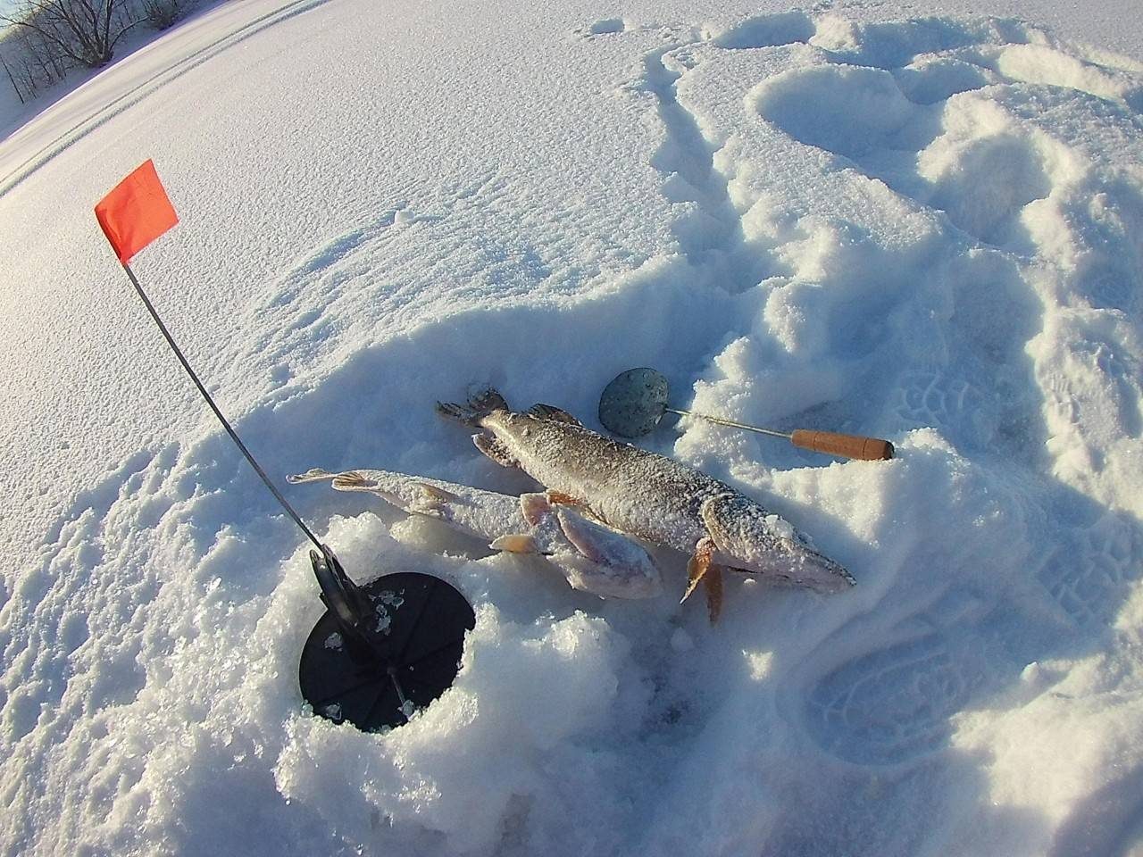 Ловля судака зимой на жерлицы видео