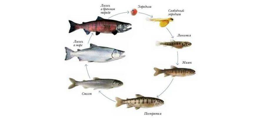 Как выглядит рыба кета - вес, размер, ареал обитания, рацион питания, полезные свойства