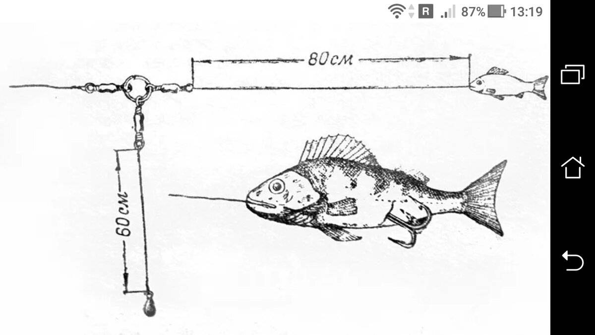 Ловля окуня на живца: просто, но эффективно - спортивное рыболовство