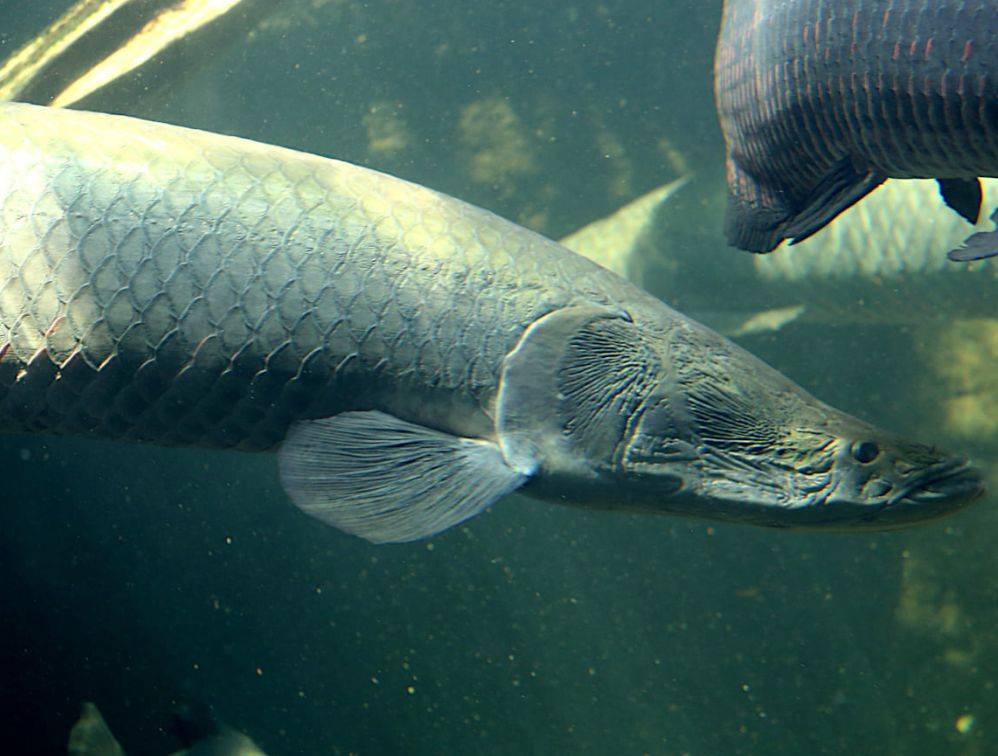 Гигантская рыба арапайма: можно ли содержать в домашнем аквариуме