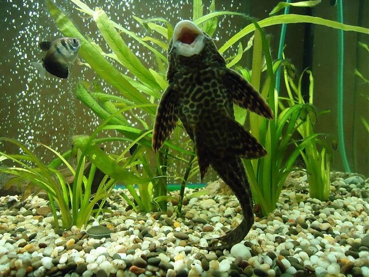 Анциструс (ancistrus) — аквариумные рыбки