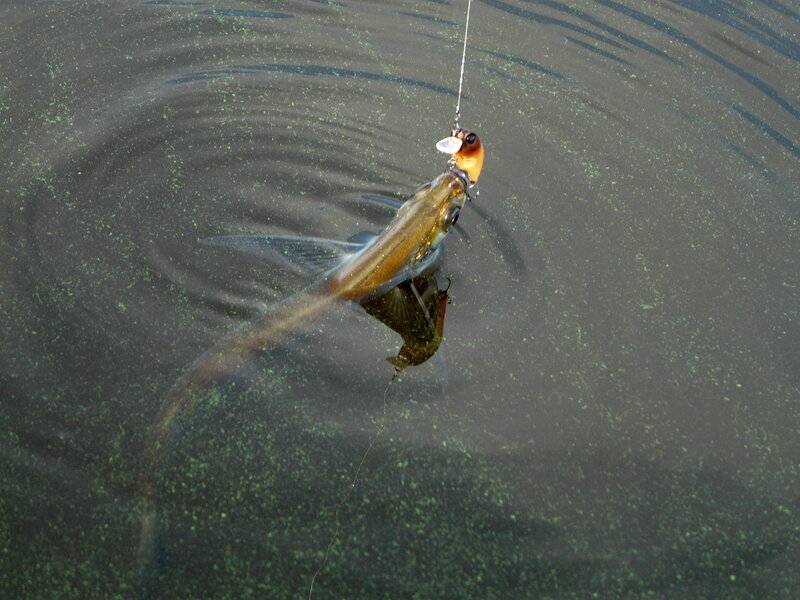 Ловля плотвы в проводку на реке видео – рыбалка онлайн