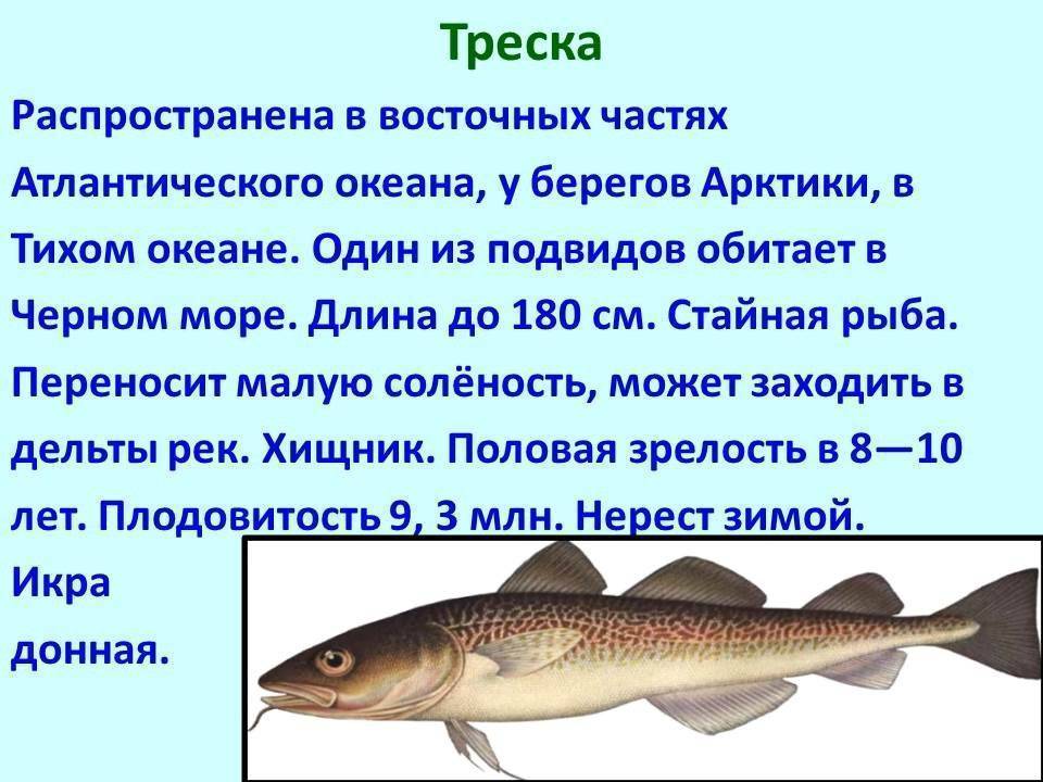 Рыбы семейства тресковых: описание, фото, места обитания