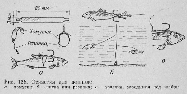 Как насадить живца: 10 шагов (с иллюстрациями)