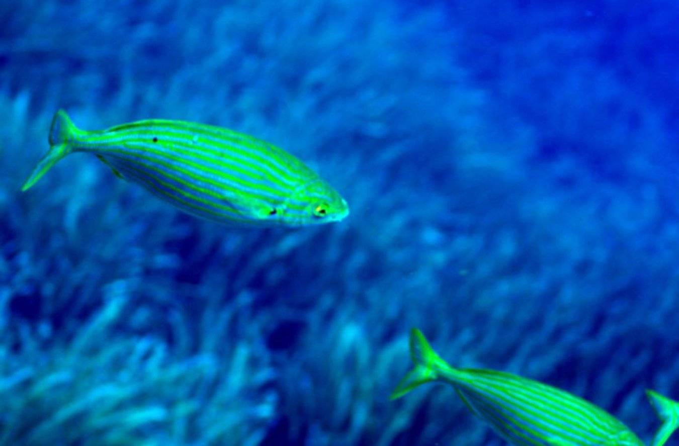 Прозрачные стеклянные рыбы: виды с названиями и фото, содержание