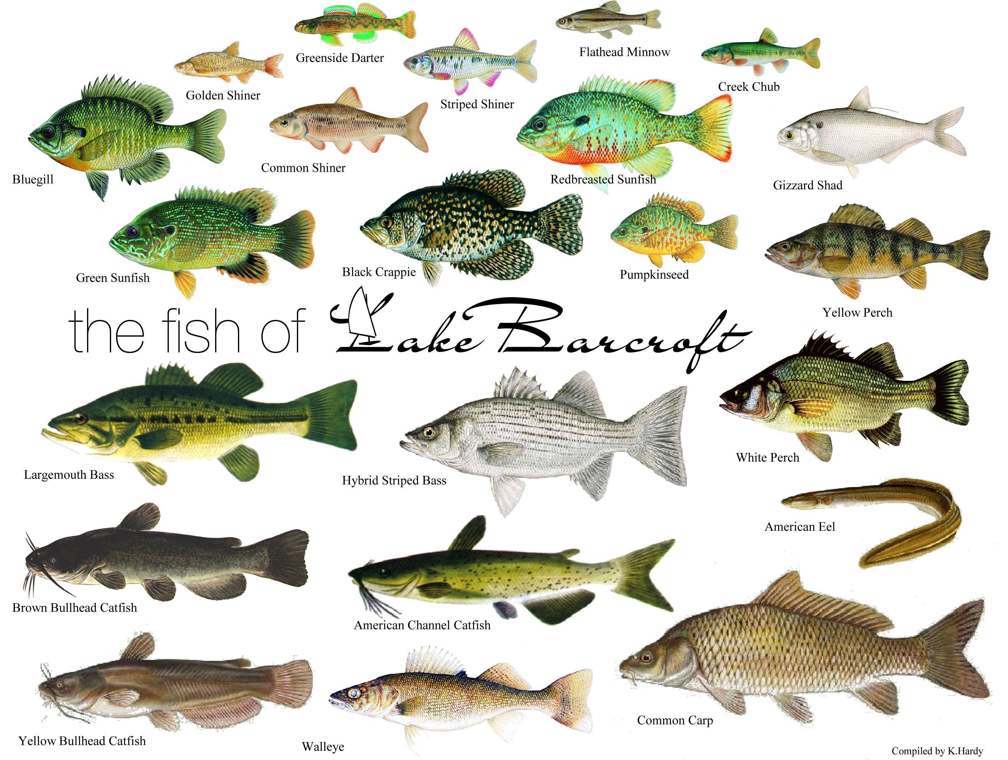 Морская рыба: полный список, виды с названиями и фото