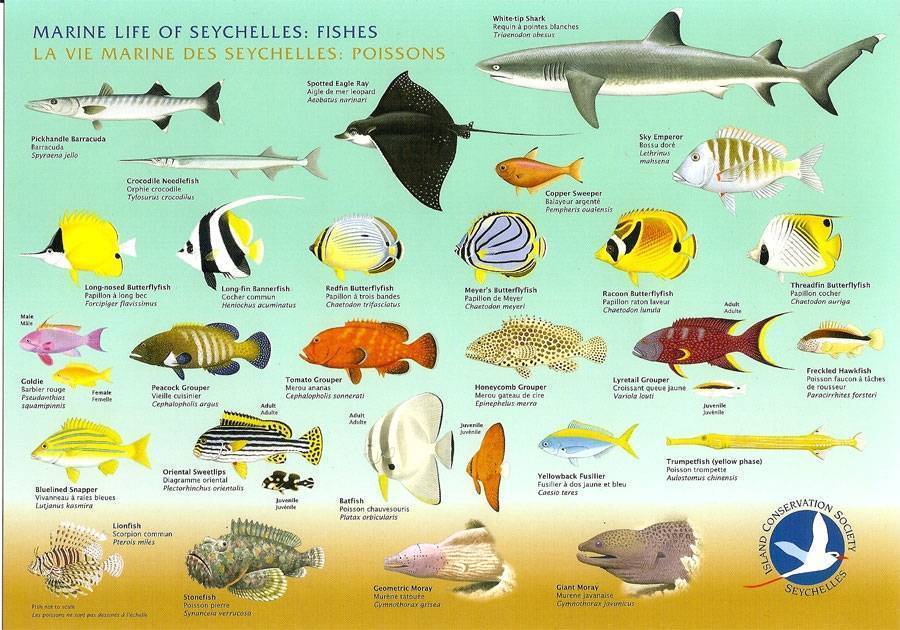 Самые красивые морские рыбы фото | интересный сайт