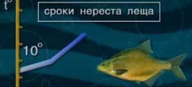 Рыба лещ — описание, поведение, хозяйственное значение, разведение. | cельхозпортал