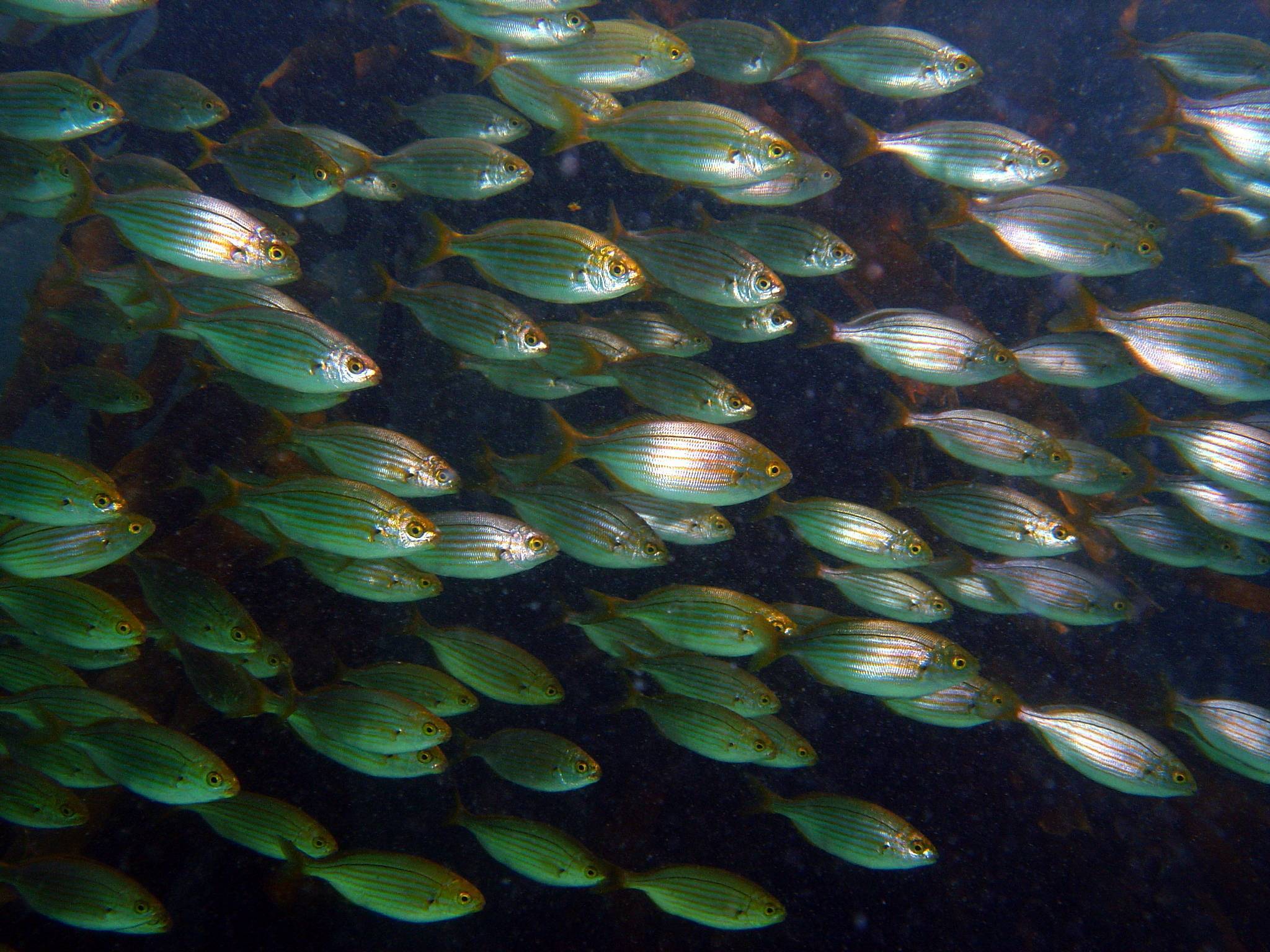 Прозрачные стеклянные рыбки: 8 видов с названиями и фото, обзор