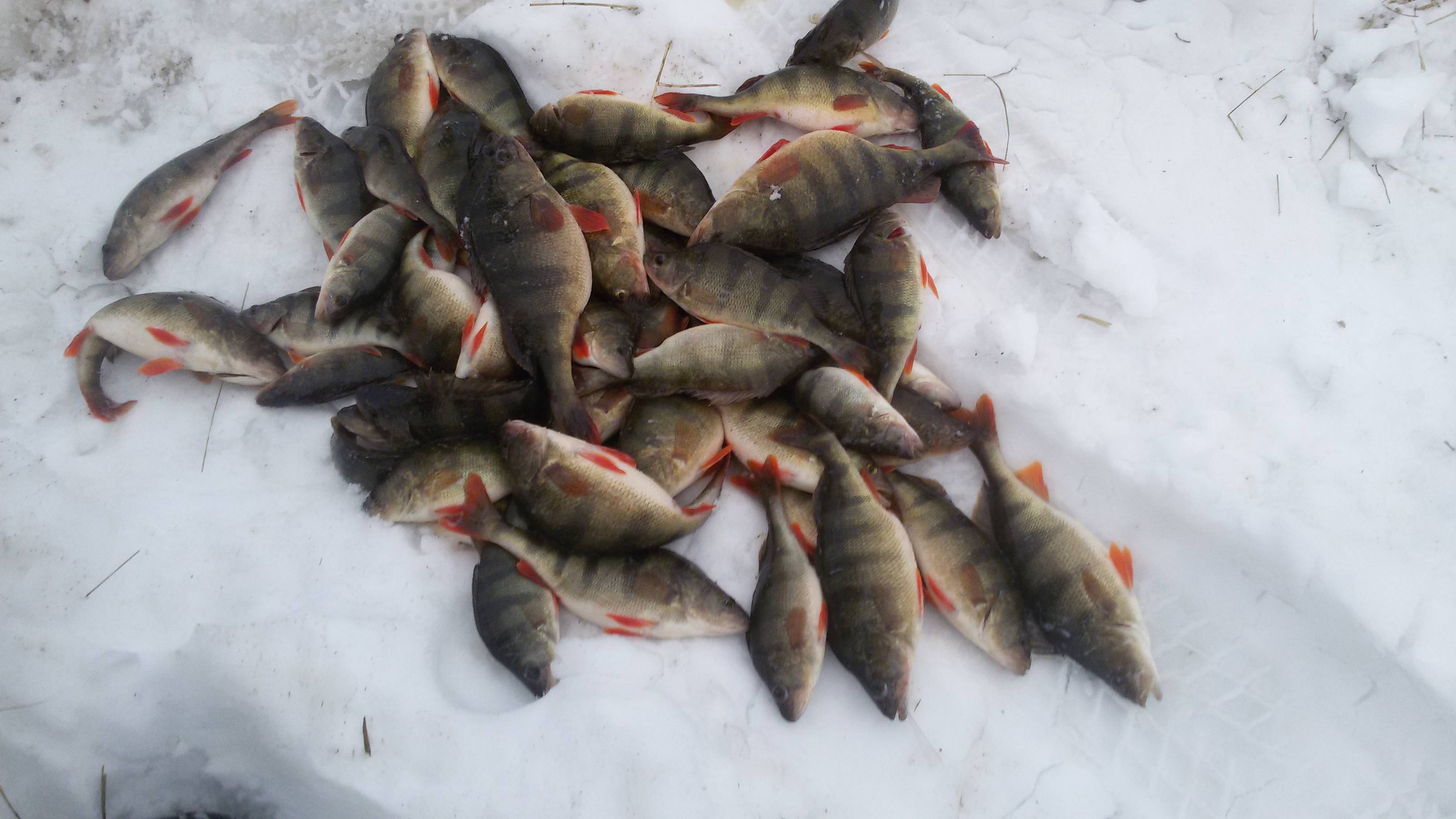 Свердловская область отчеты о рыбалке