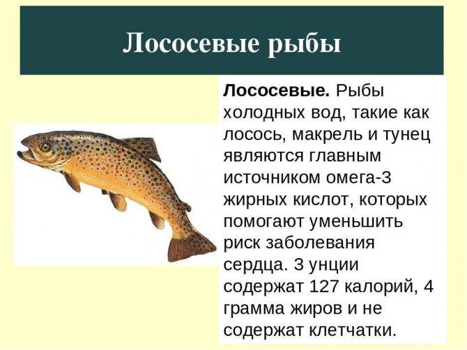 Польза семги - 135 фото рыбы, советы по ее выбору и употреблению