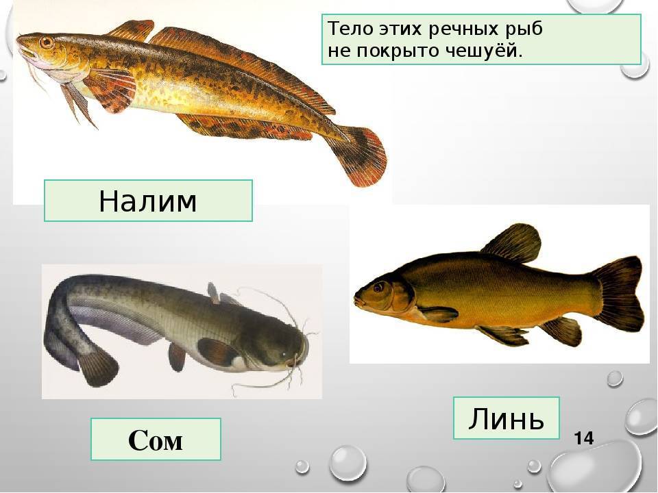 Как ловить налима зимой: 2 уловистых способа и 1 дедовский